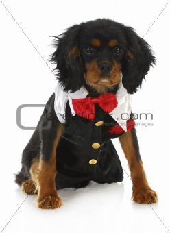 formal dog