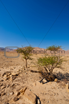 Tree in Desert