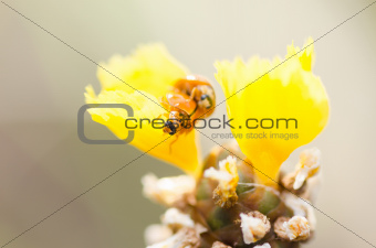 Little ladybug on the yellow flower plant