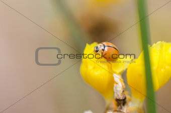 Little ladybug on the yellow flower plant