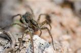 wolf spider in the nature