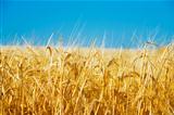 field of a golden wheat before harvesting on a background clear blue sky