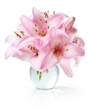 Fresh bouquet of pink lilies on white background