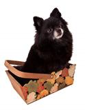 Puppy in a basket