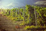 vineyards in Crimea. 
