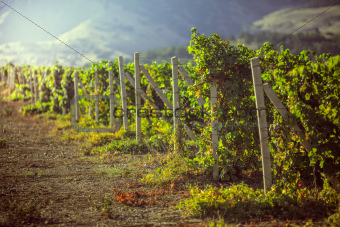vineyards in Crimea. 