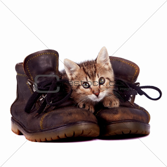 Kitten and boots