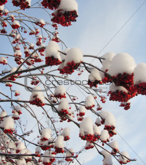 Red berries on frozen snowy tree branches