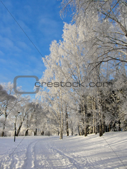 Snowy park frozen trees background