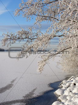 Snowy tree near frozen lake