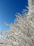 Frozen twigs snowy winter branches