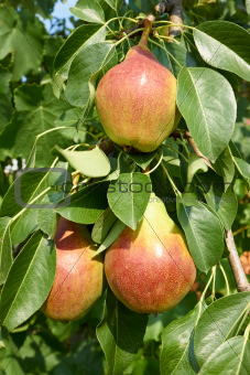 Ripe pear fruit on a tree branch