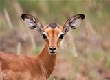 Baby impala looking alert