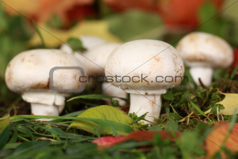 Ripe mushrooms in a forest