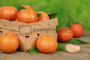 Harvesting tangerines