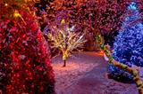 Colorful Christmas lights on trees