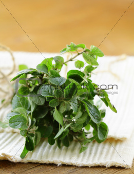 green fresh oregano - herb spice