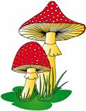Toadstool in grass