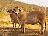 Two brahman zebu cows