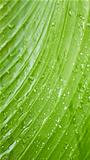 Large green leaf with rain drops 