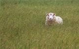 Happy Sheep