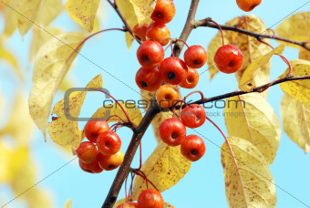 Red crab apples among yellow autumn foliage