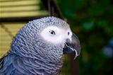 Sly Parrot
