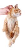 Hand holding kitten by the scruff of its neck isolated on white.