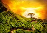 Tea plantation in Munnar  