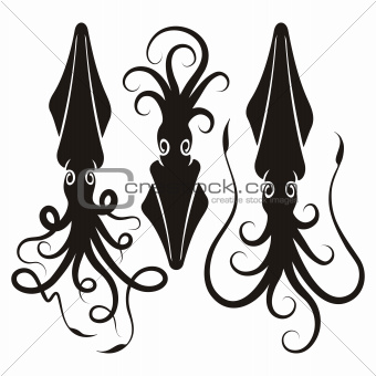 Squid silhouettes