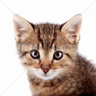 Portrait of a striped kitten