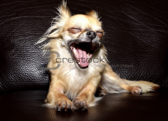 Close-up of a big yawn from a tiny Chihuahua
