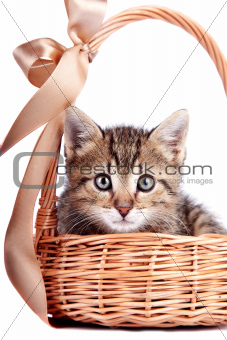 Striped kitten in a basket 