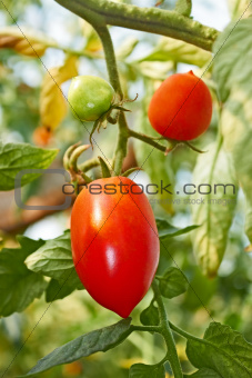 Red oblong tomatoes in greenhouse