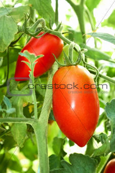 Red tomatoes in film greenhouse