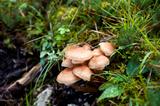 edible honey mushrooms