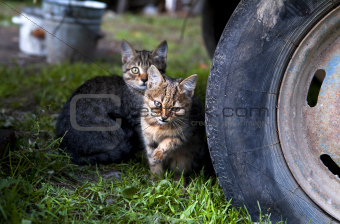 cute kittens outdoors