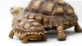 Two African Spurred Tortoise (Sulcata)