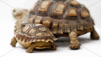 Two African Spurred Tortoise (Sulcata)