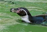 Humboldt Penguin 