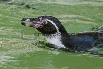 Humboldt Penguin 
