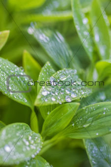 Water droplets on plant leaves