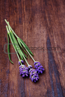lavender on wood background