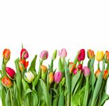 border of spring tulips
