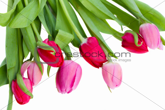 close up of pink  tulips