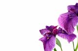 Beautiful purple iris