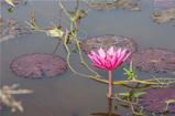 Pink lotus blossoms in the pond 