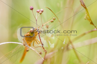 Dragonfly macro in the nature