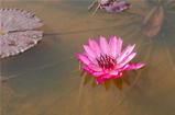 Pink lotus blossoms in the pond 