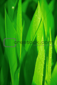 bright green juicy leaves of plant with water drops